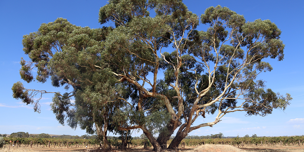 Barossa Valley, South Australia, Australia